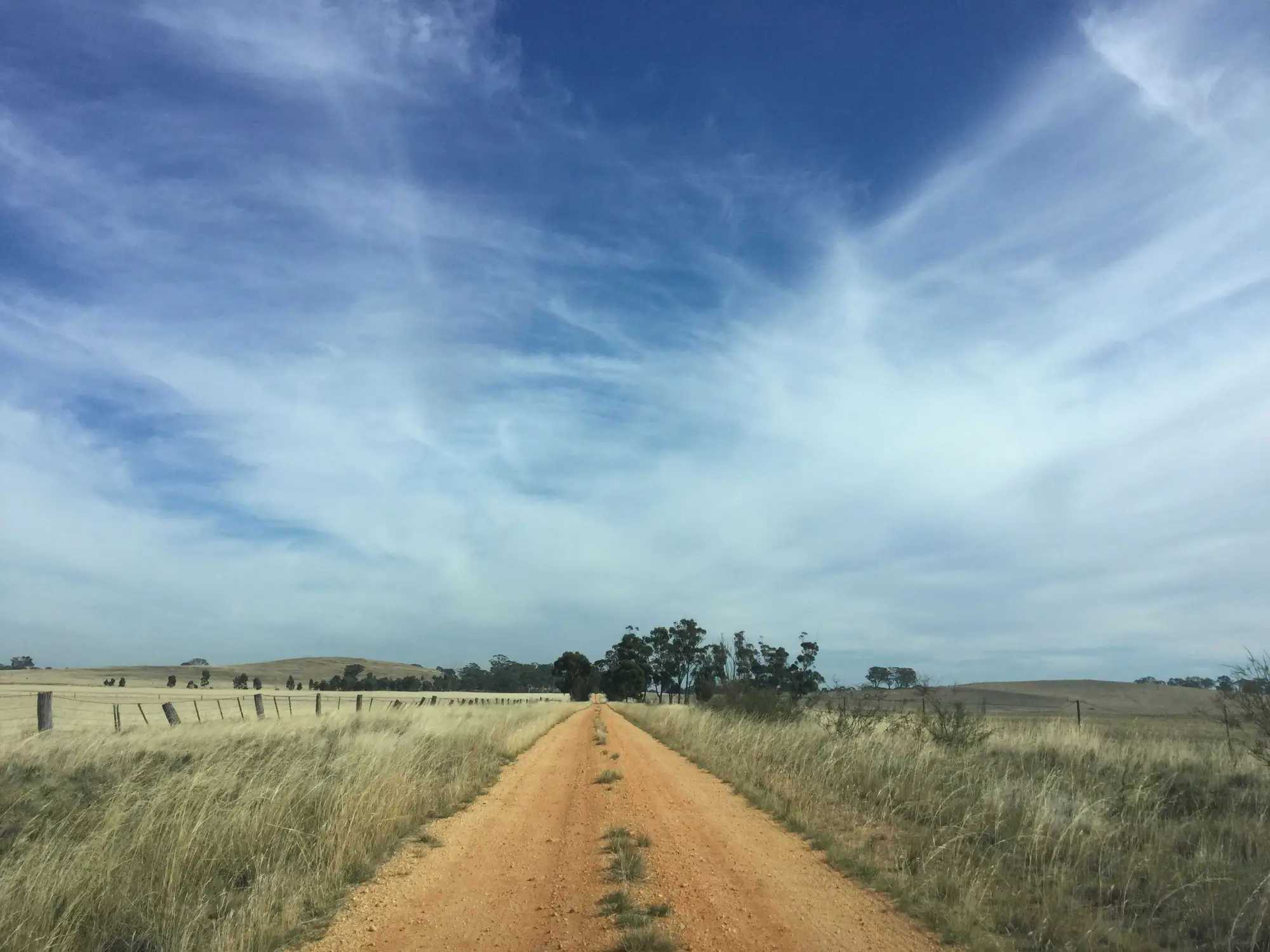 A dirt road running between fenced paddocks towards a line of trees
